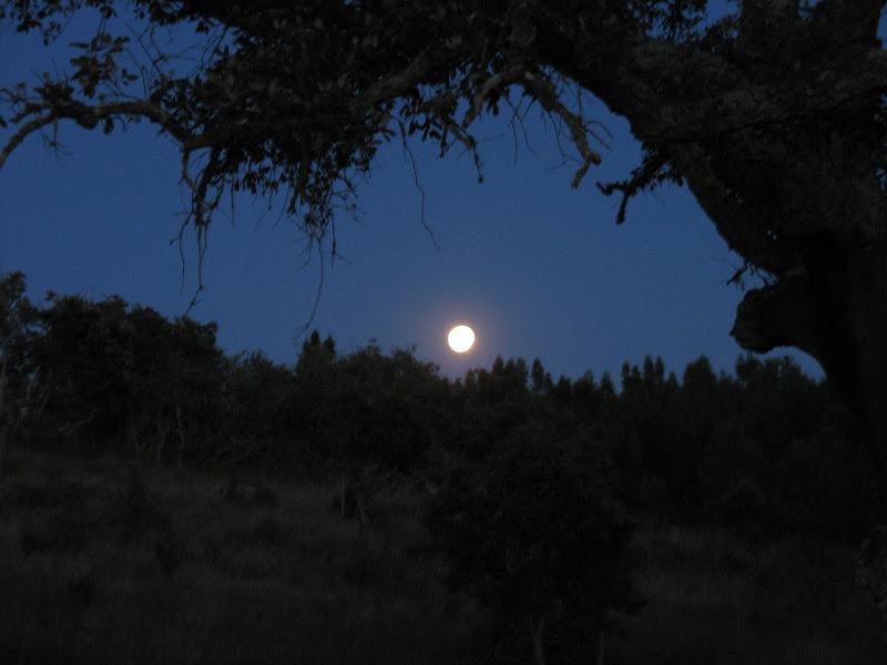 Holiday home Monte Da Gravita - Casa Do Pinheiro *